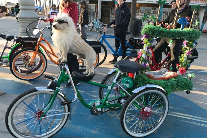 A dog riding a bike.